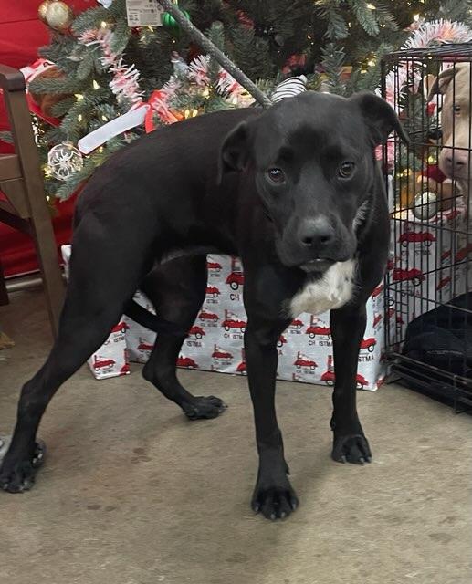 Enlarge Daffy, a ADOPTABLE mixed breed in Cairo, GA image 4/4