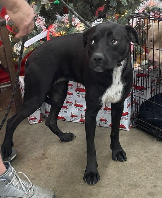 Enlarge Daffy, a ADOPTABLE mixed breed in Cairo, GA image 2/4