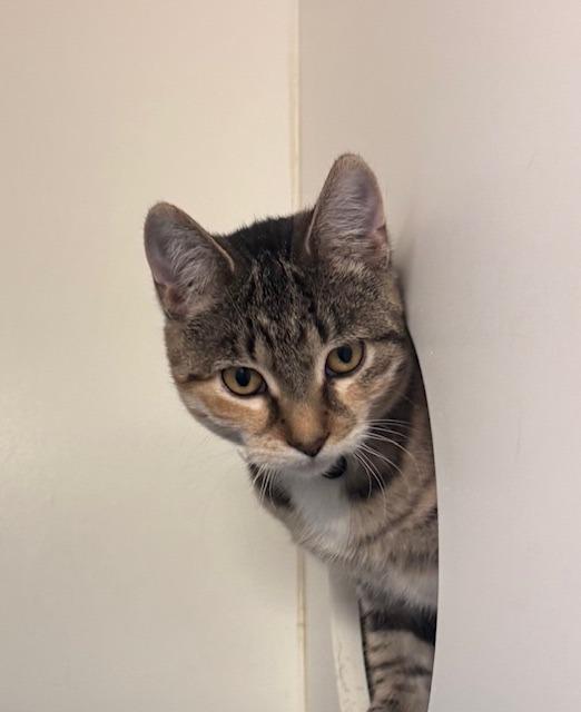 Enlarge Callie, a Adoptable mixed breed in Crandon, WI image 1/1