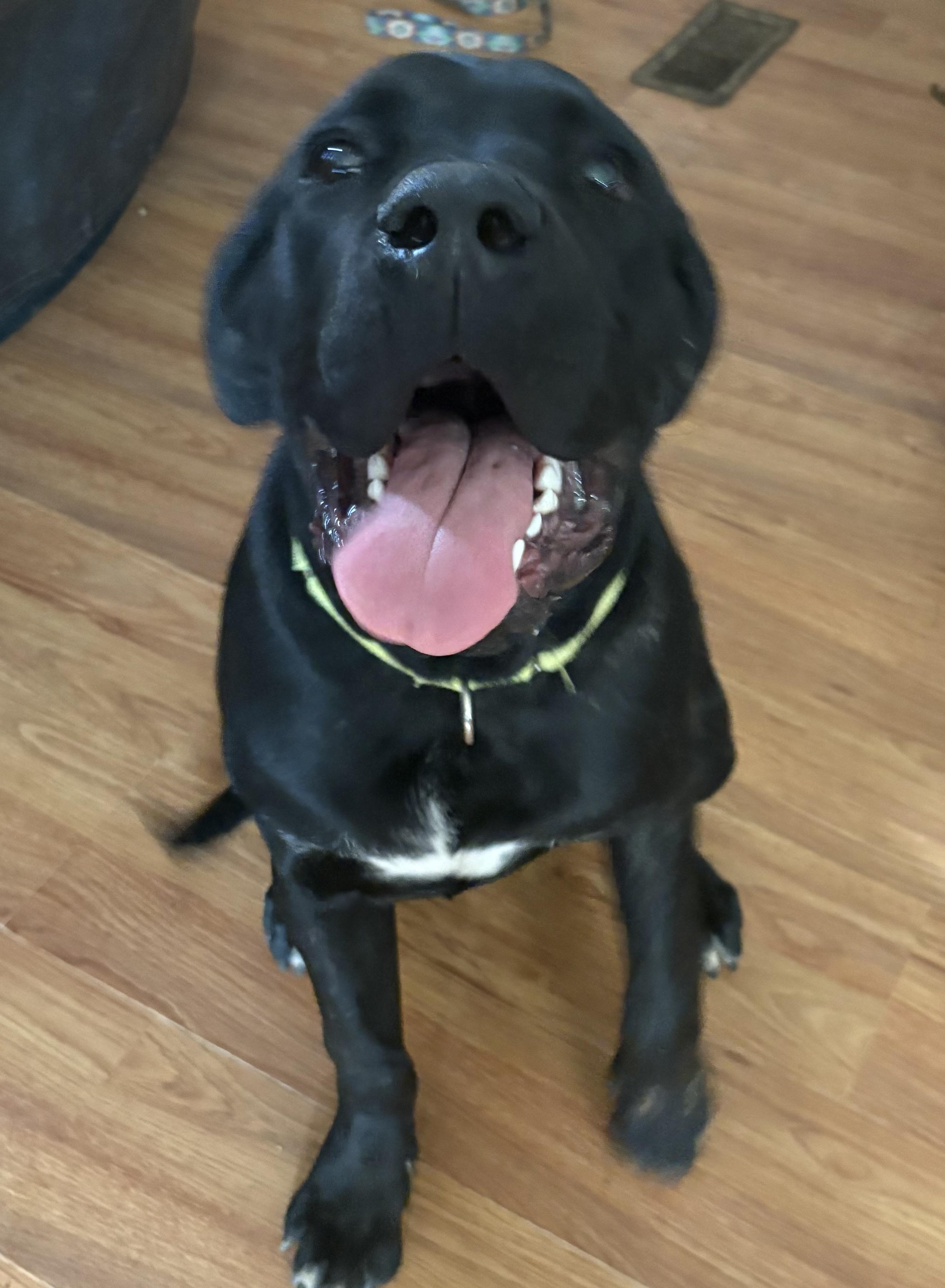 Venom, an adopted Cane Corso in Knoxville, TN image 2/2