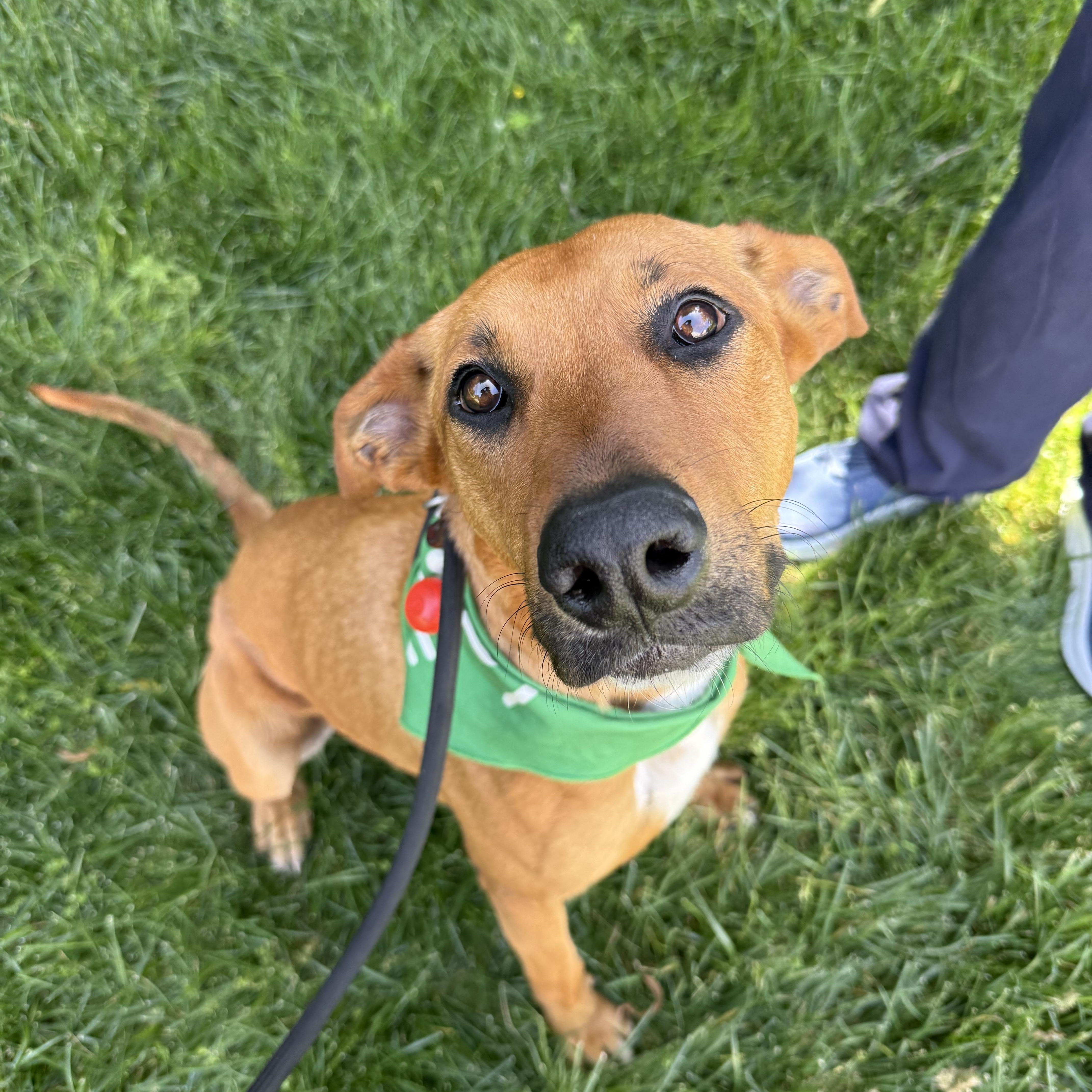 Enlarge Ariel, a Adopted mixed breed in Davis, CA image 2/3