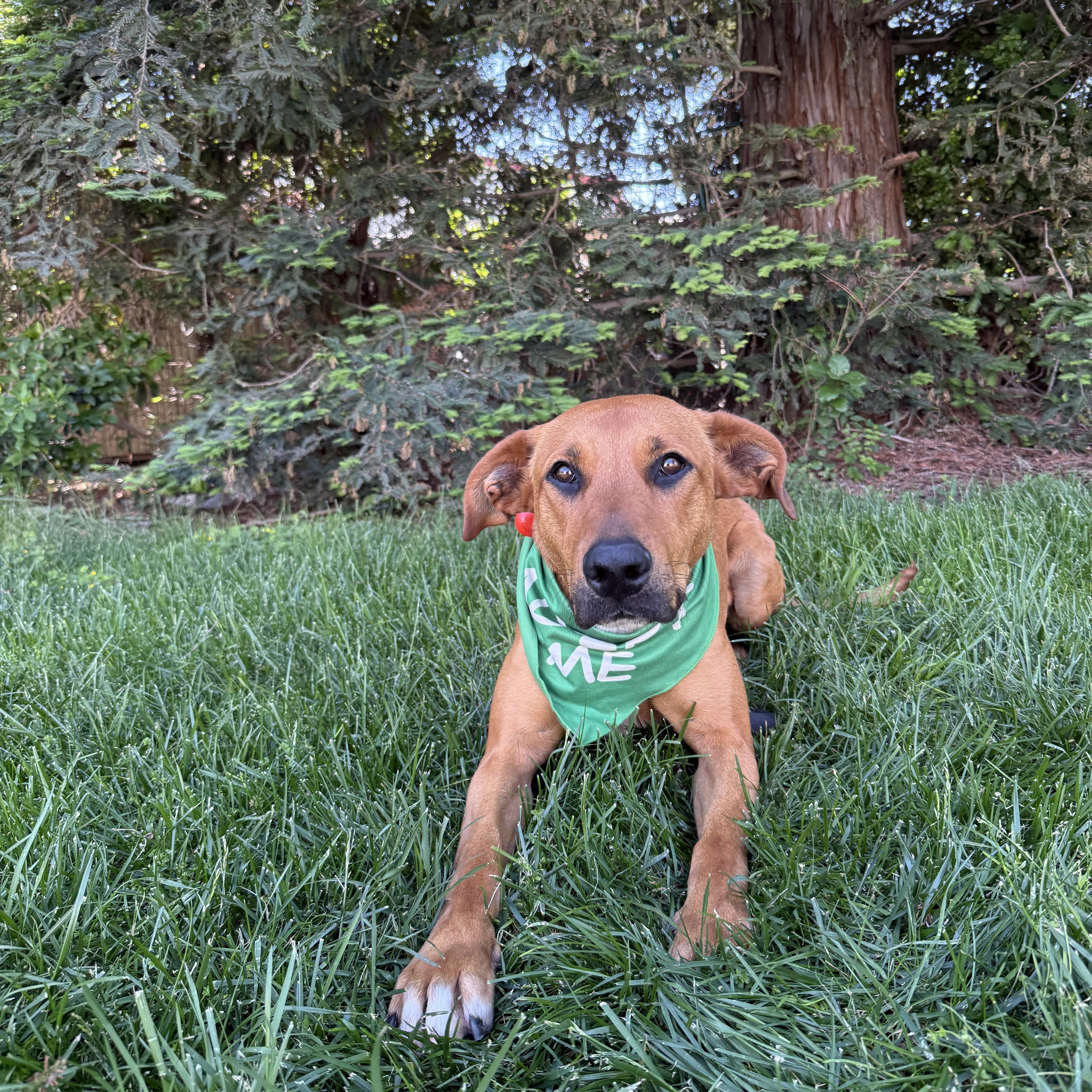 Enlarge Ariel, a Adopted mixed breed in Davis, CA image 1/3