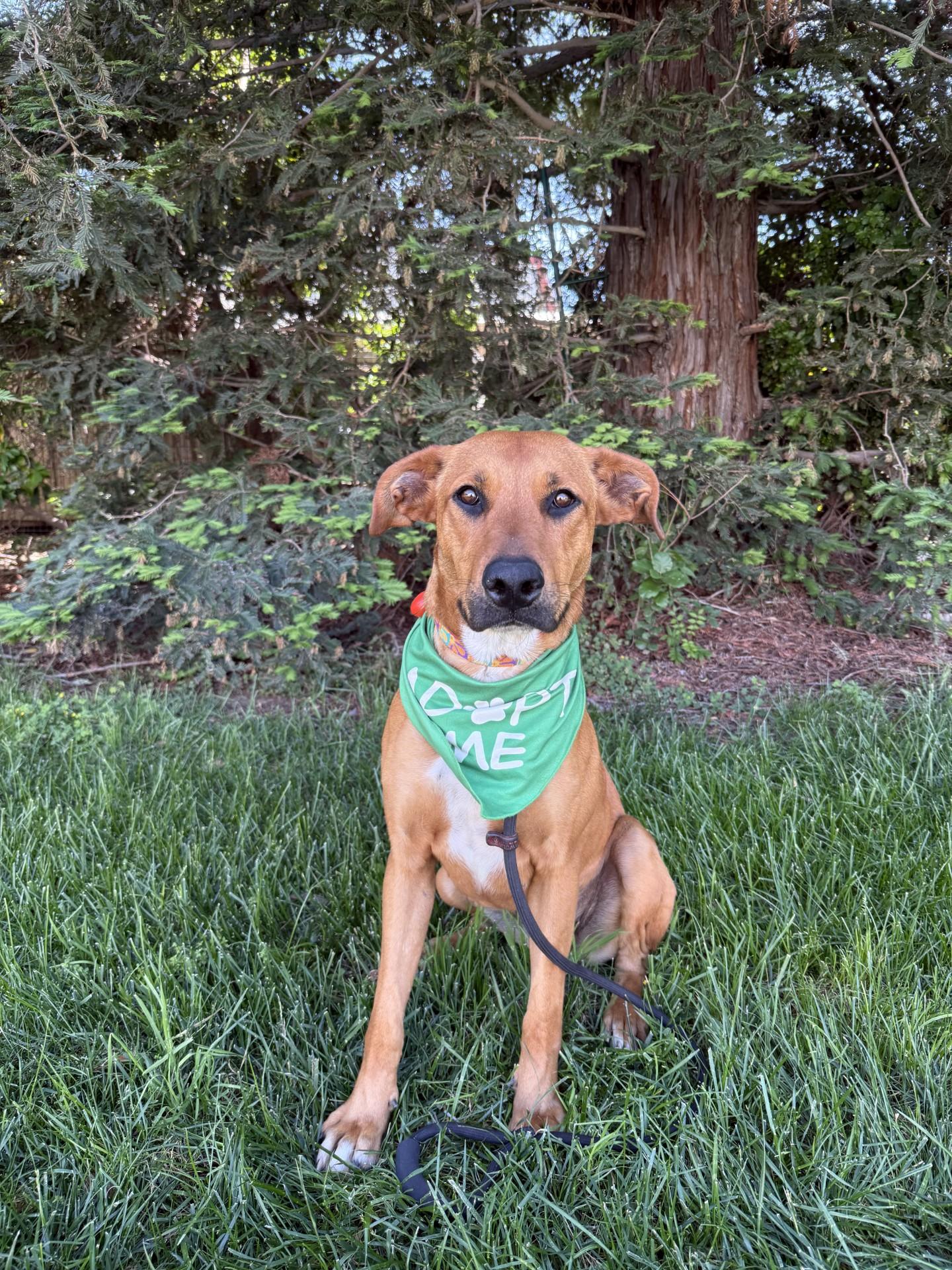 Enlarge Ariel, a Adopted mixed breed in Davis, CA image 3/3