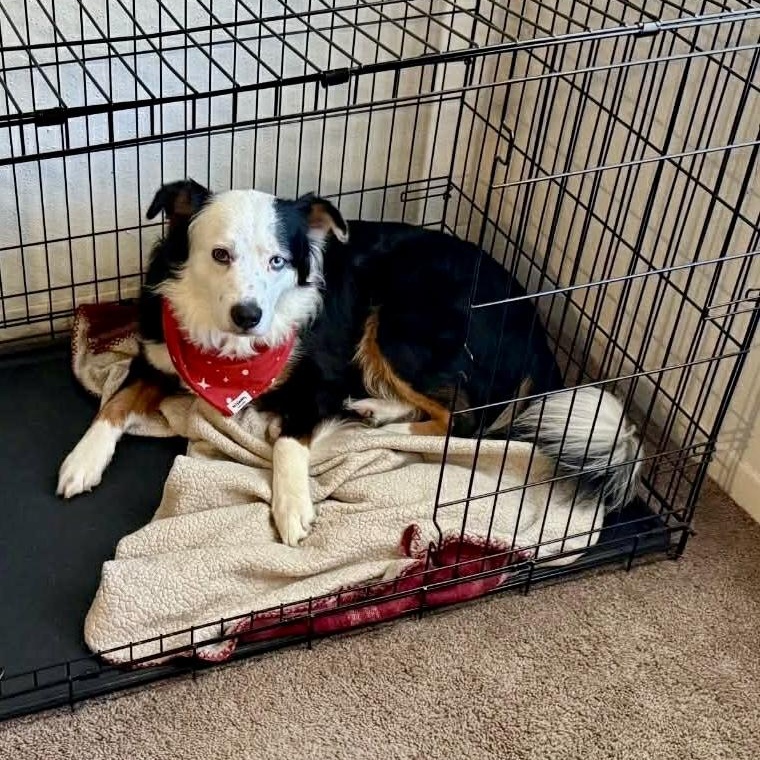 Snoopy, an adopted mixed breed in Baytown, TX image 3/6