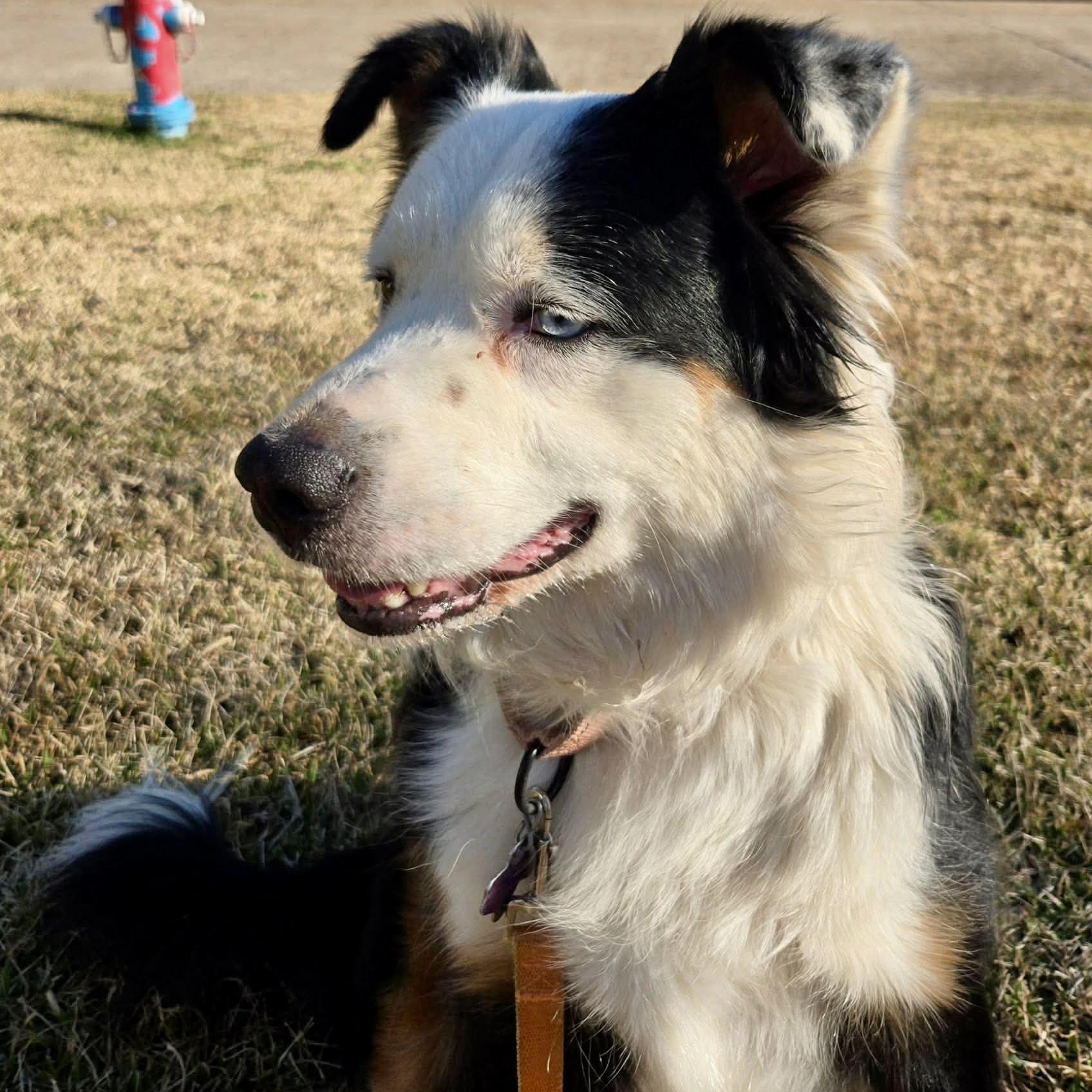 Snoopy, adopted, Adult Male Australian Shepherd & Border Collie.