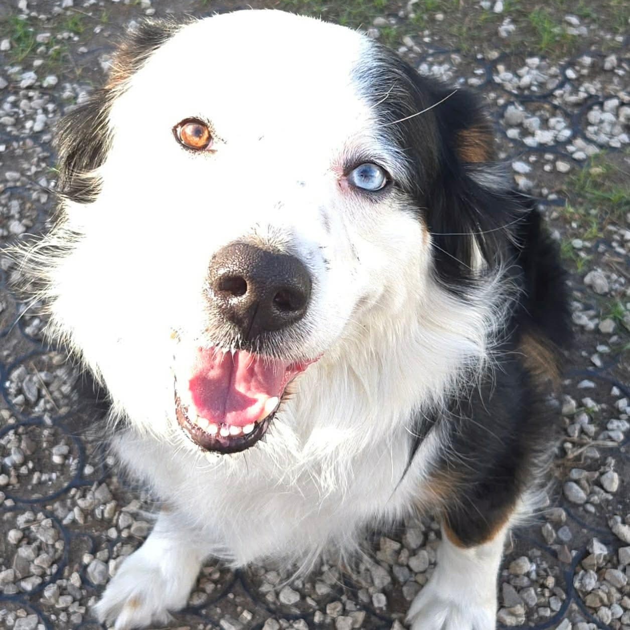 Snoopy, an adopted mixed breed in Baytown, TX image 2/6