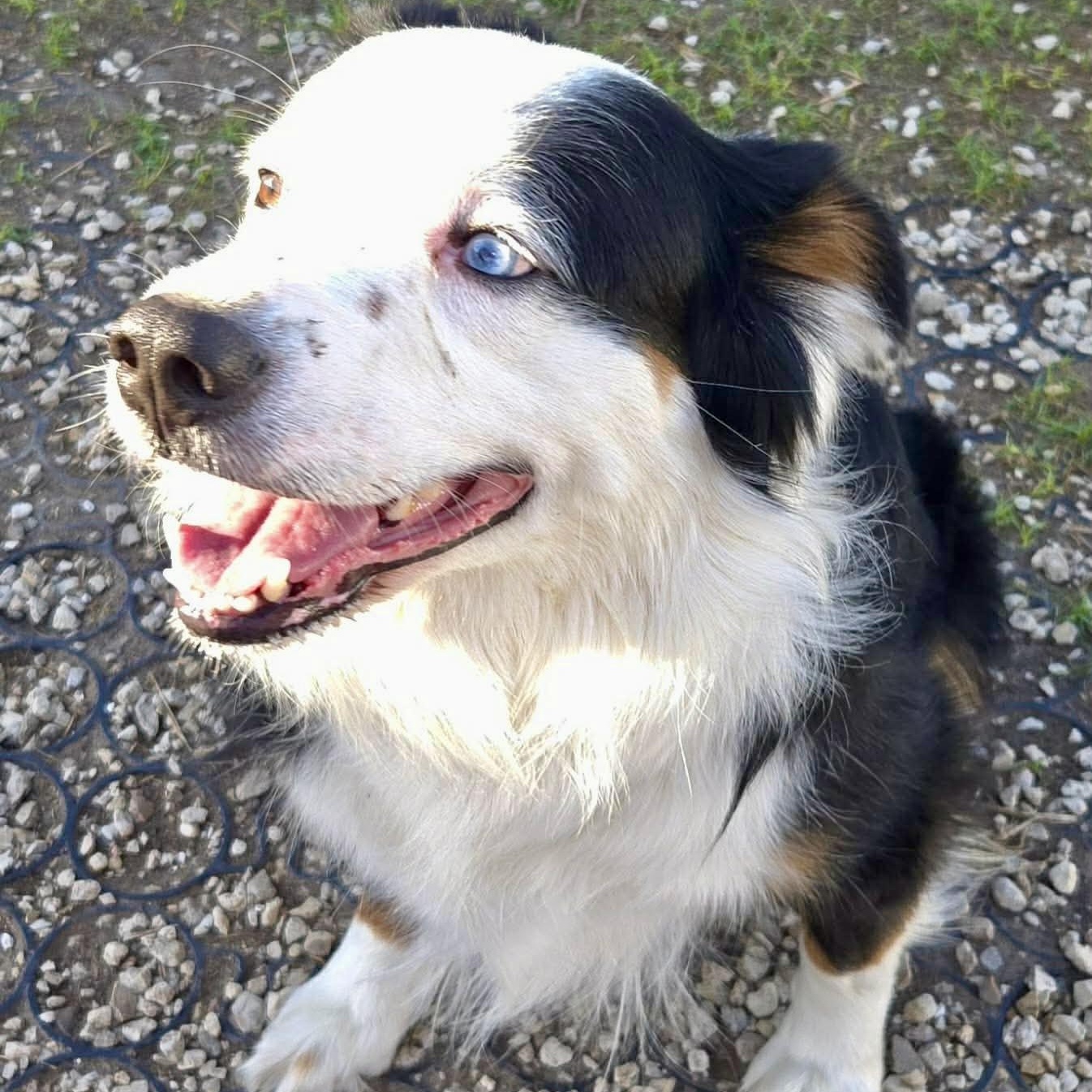 Snoopy, an adopted mixed breed in Baytown, TX image 6/6