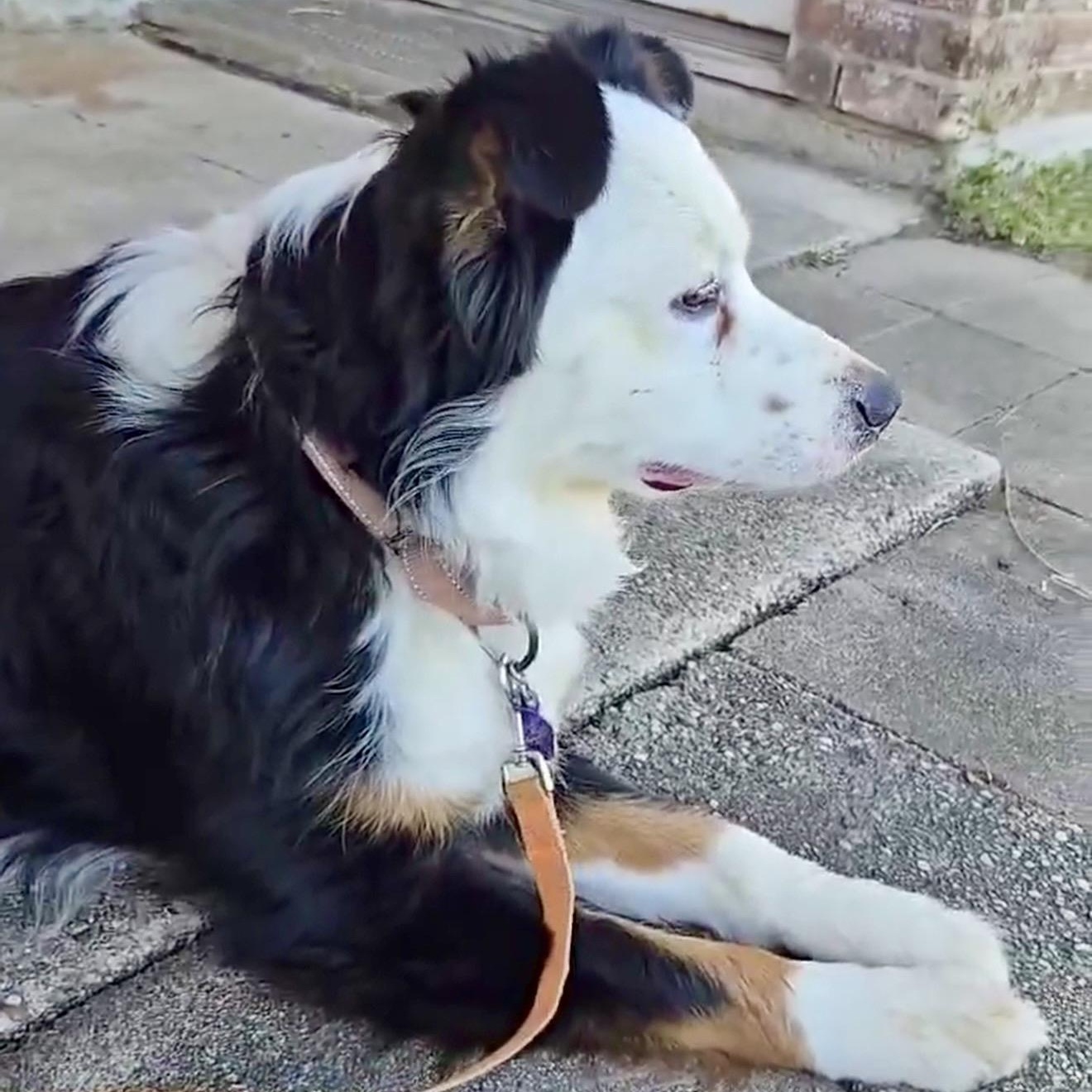 Snoopy, an adopted mixed breed in Baytown, TX image 4/6