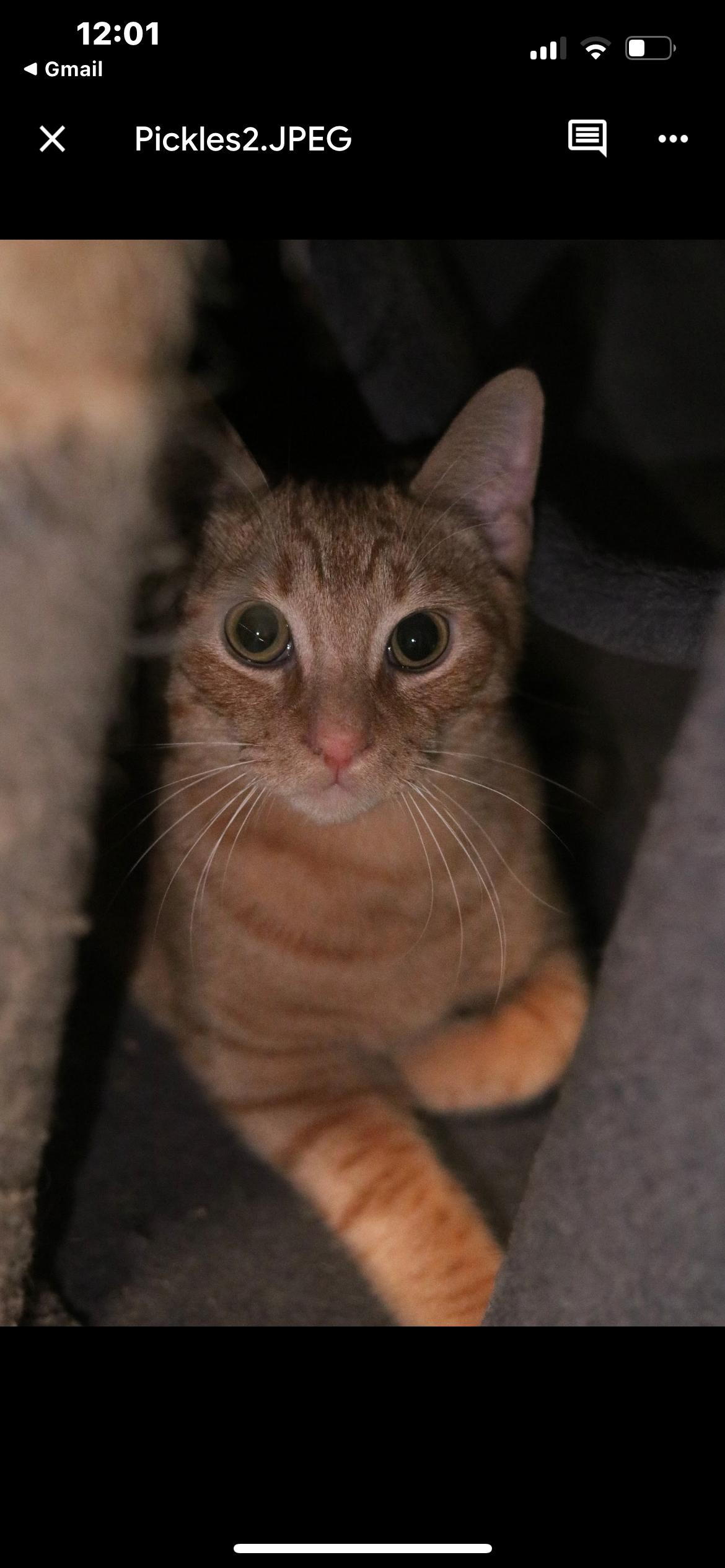 Pickles, Adoptable, Young Male Domestic Short Hair.
