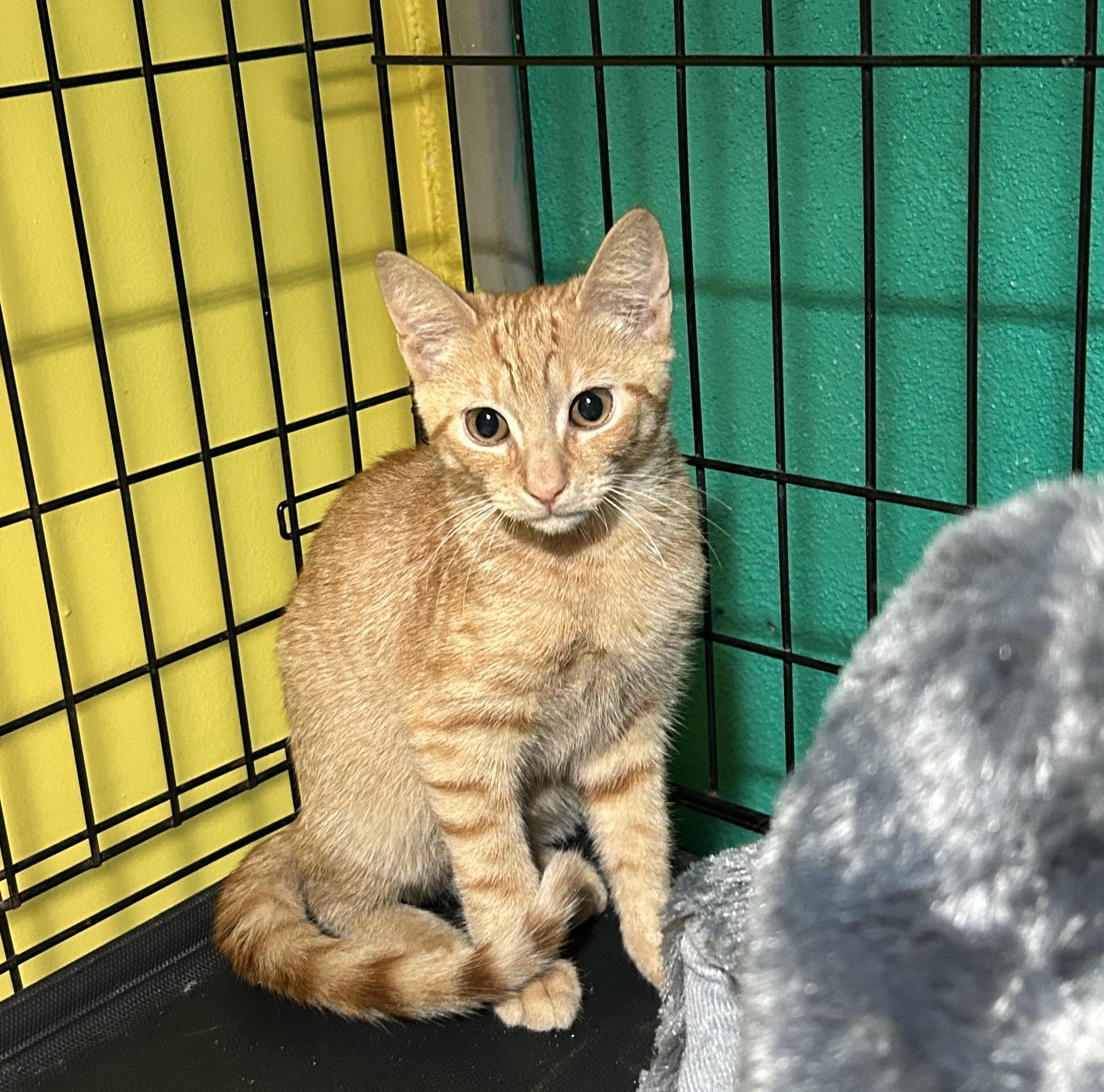 Pickles, Adoptable, Young Male Domestic Short Hair.