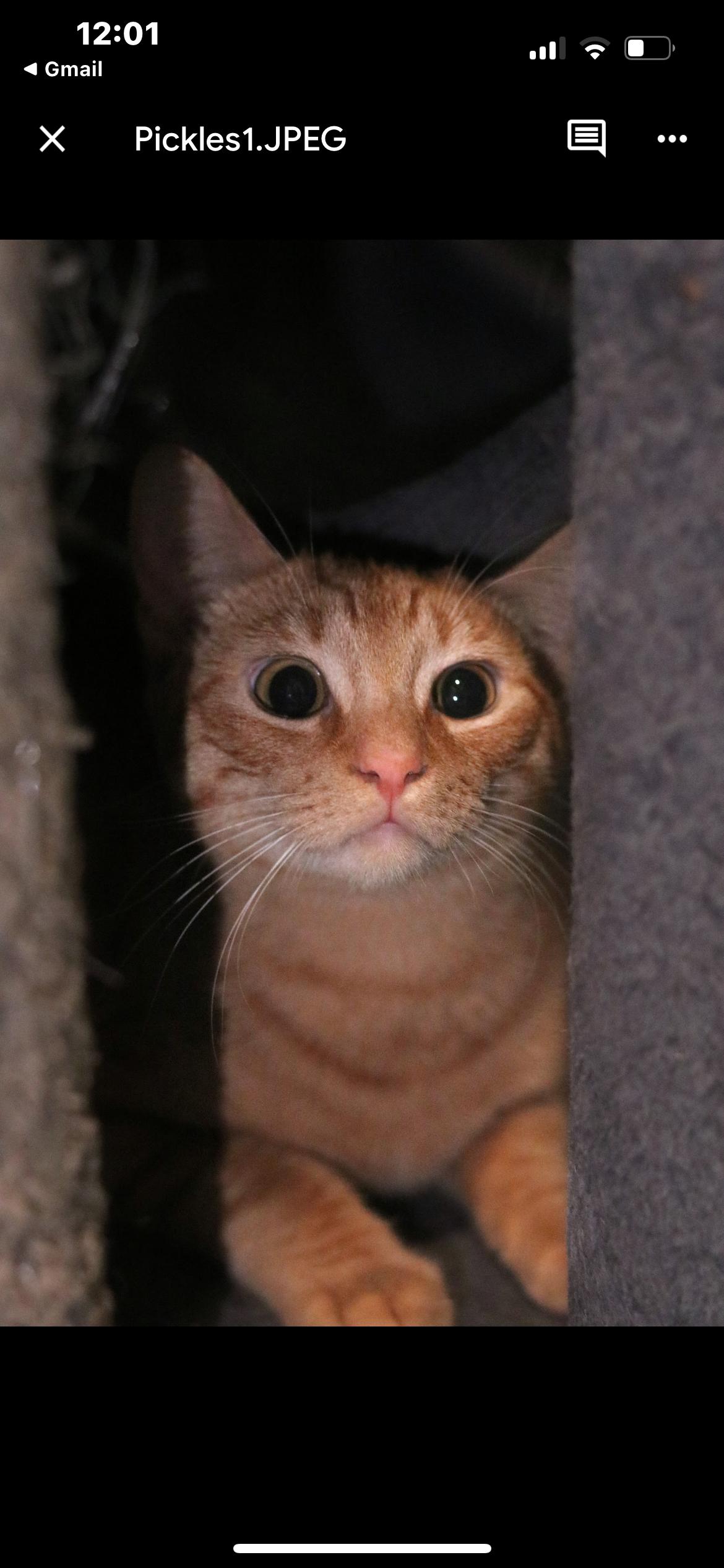 Enlarge Pickles, a Adoptable mixed breed in Havertown, PA image 3/6