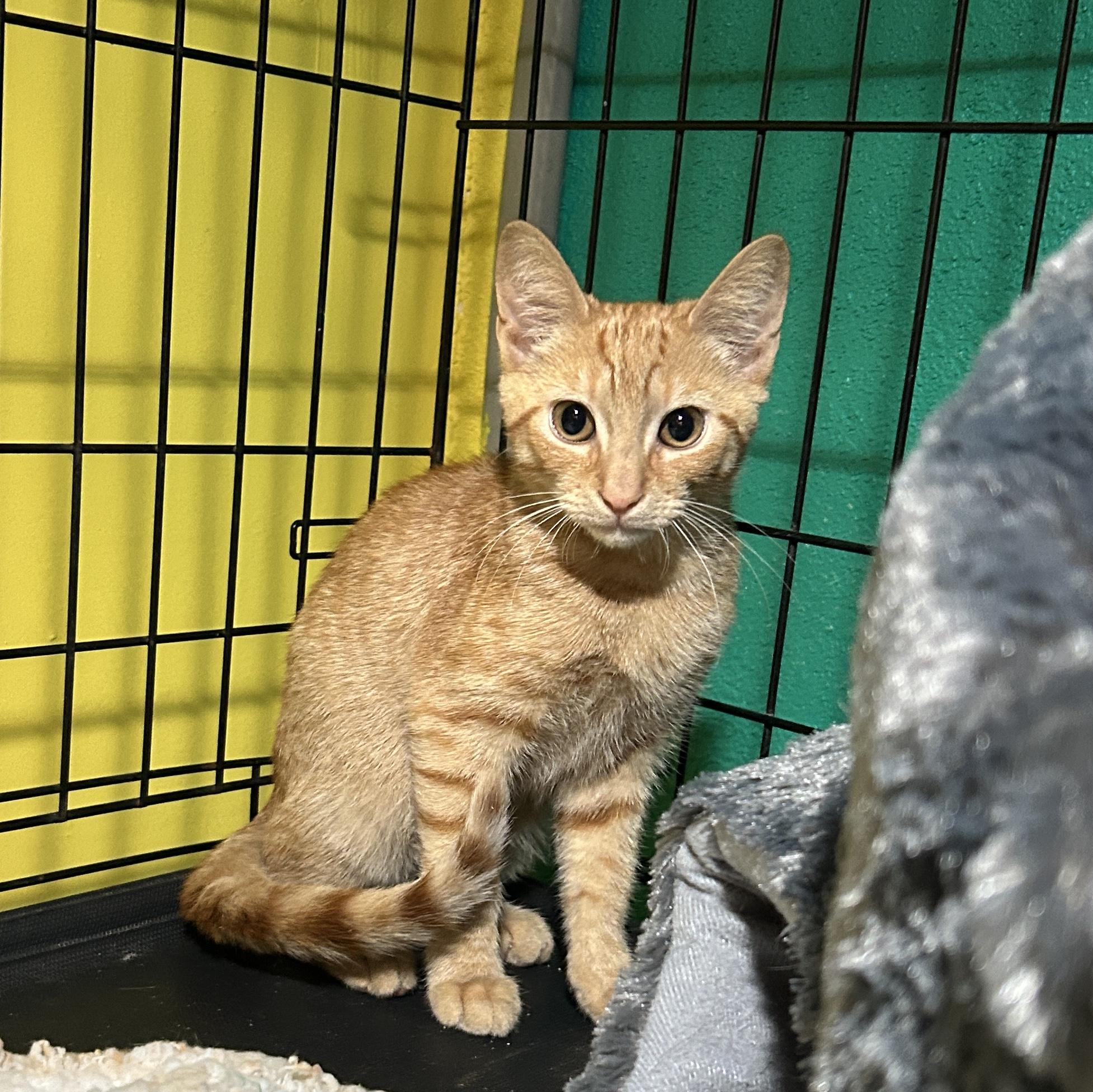 Enlarge Pickles, a Adoptable mixed breed in Havertown, PA image 6/6