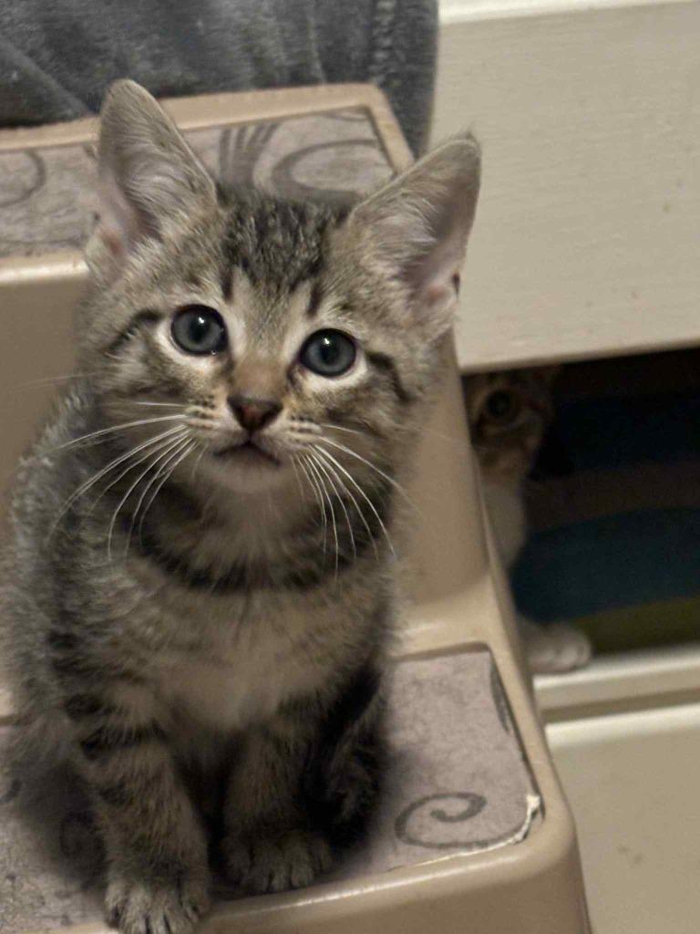 2025-08-003 *Keith*, Adopted, Young Male Domestic Short Hair.