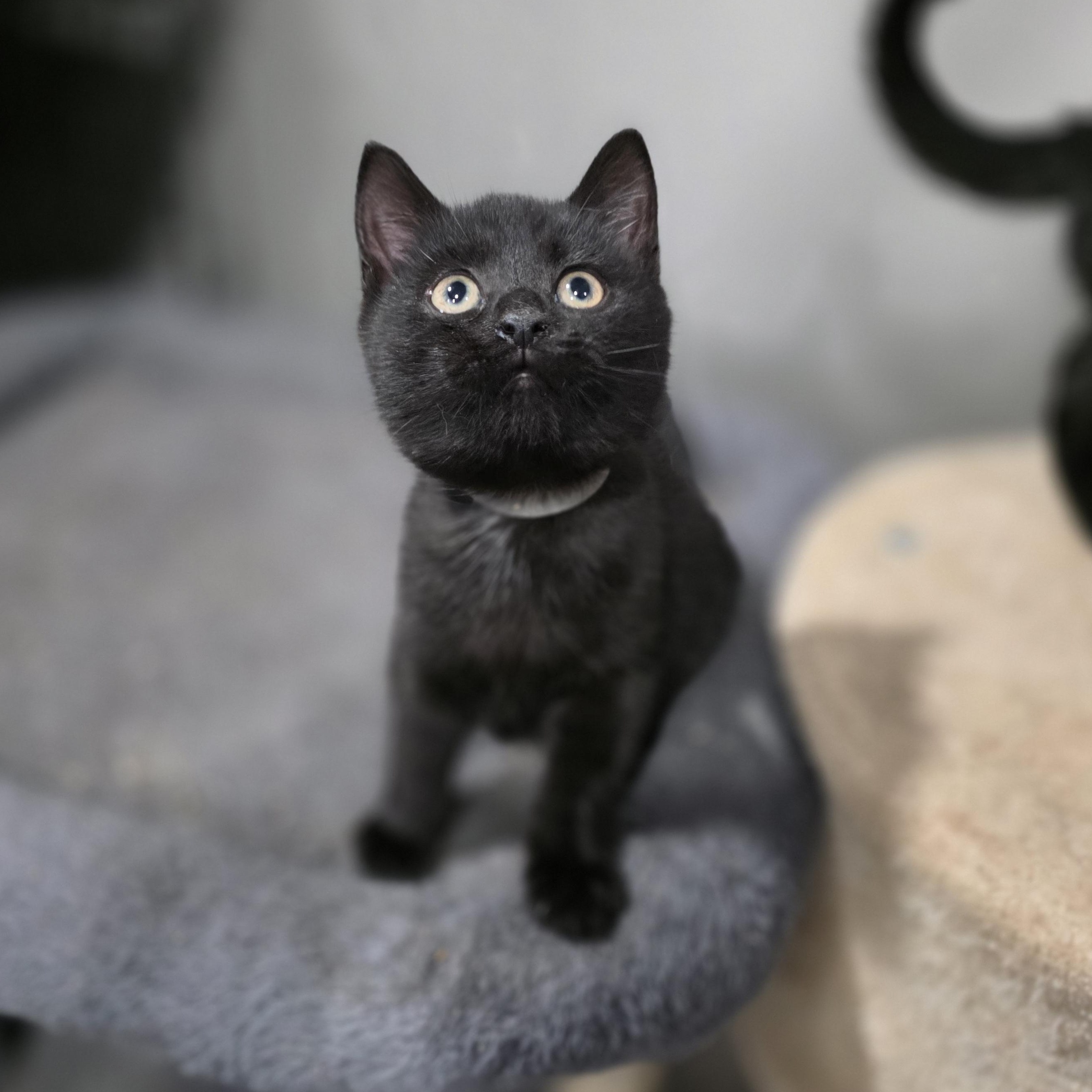 Riza, Adoptable, Kitten Female Domestic Short Hair.