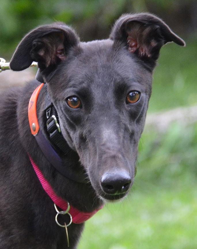 Lolita, Adopted, Adult Female Greyhound.