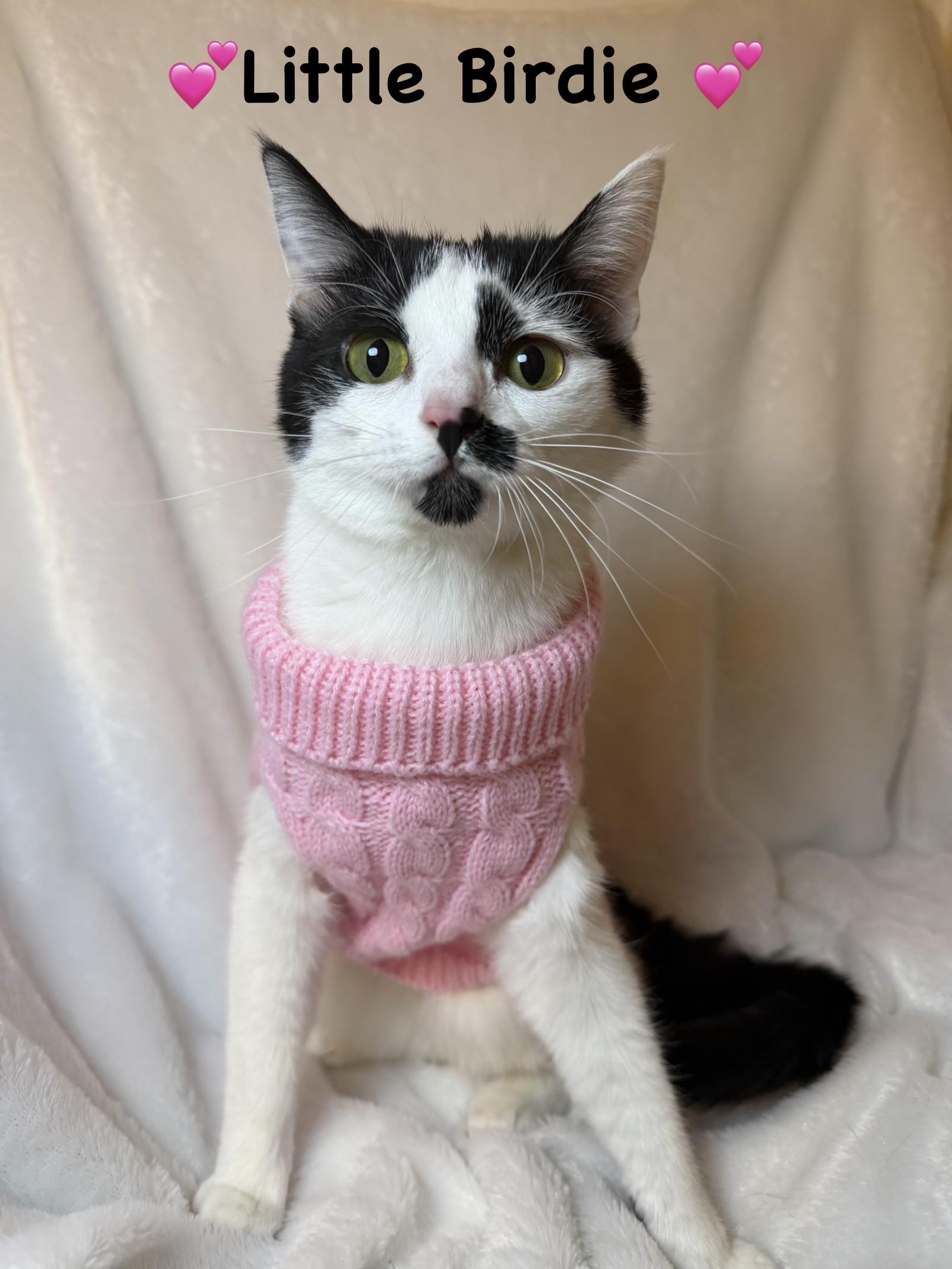 Enlarge Little Birdie, a ADOPTABLE Domestic Short Hair in Copley, OH image 1/1