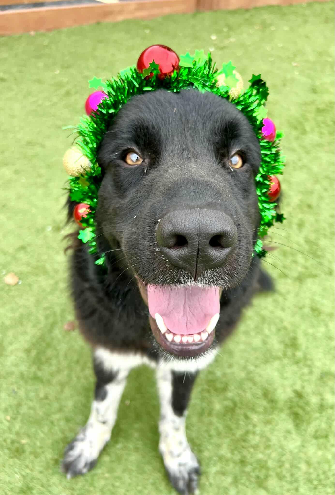 Maggie, an adopted Newfoundland Dog in Georgetown, TX image 5/6