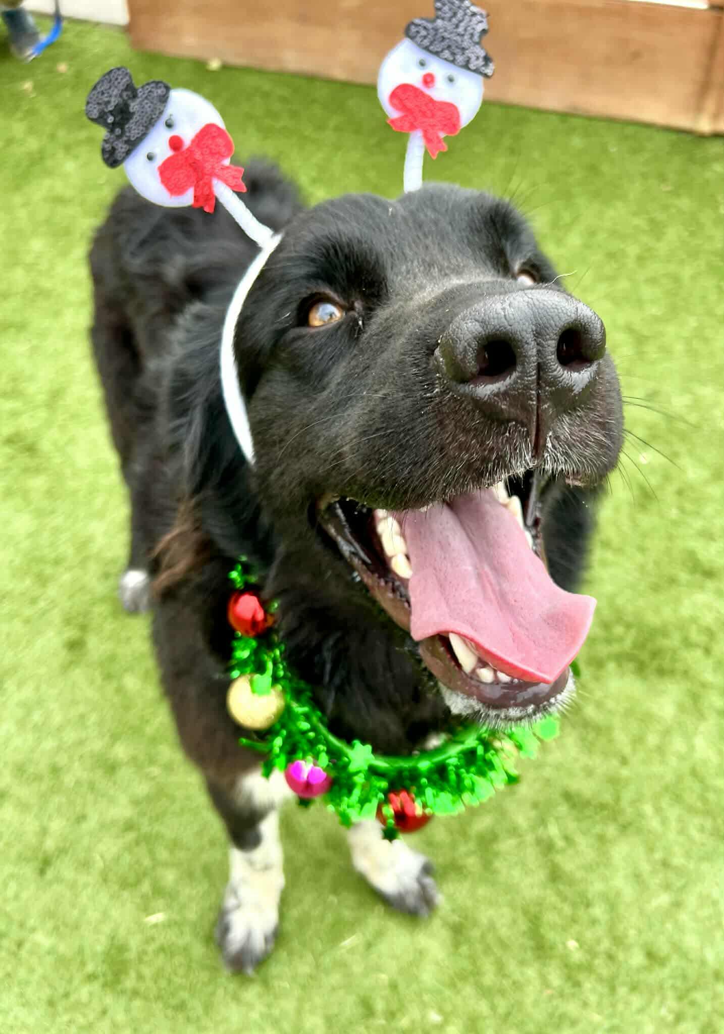 Maggie, an adopted Newfoundland Dog in Georgetown, TX image 1/6