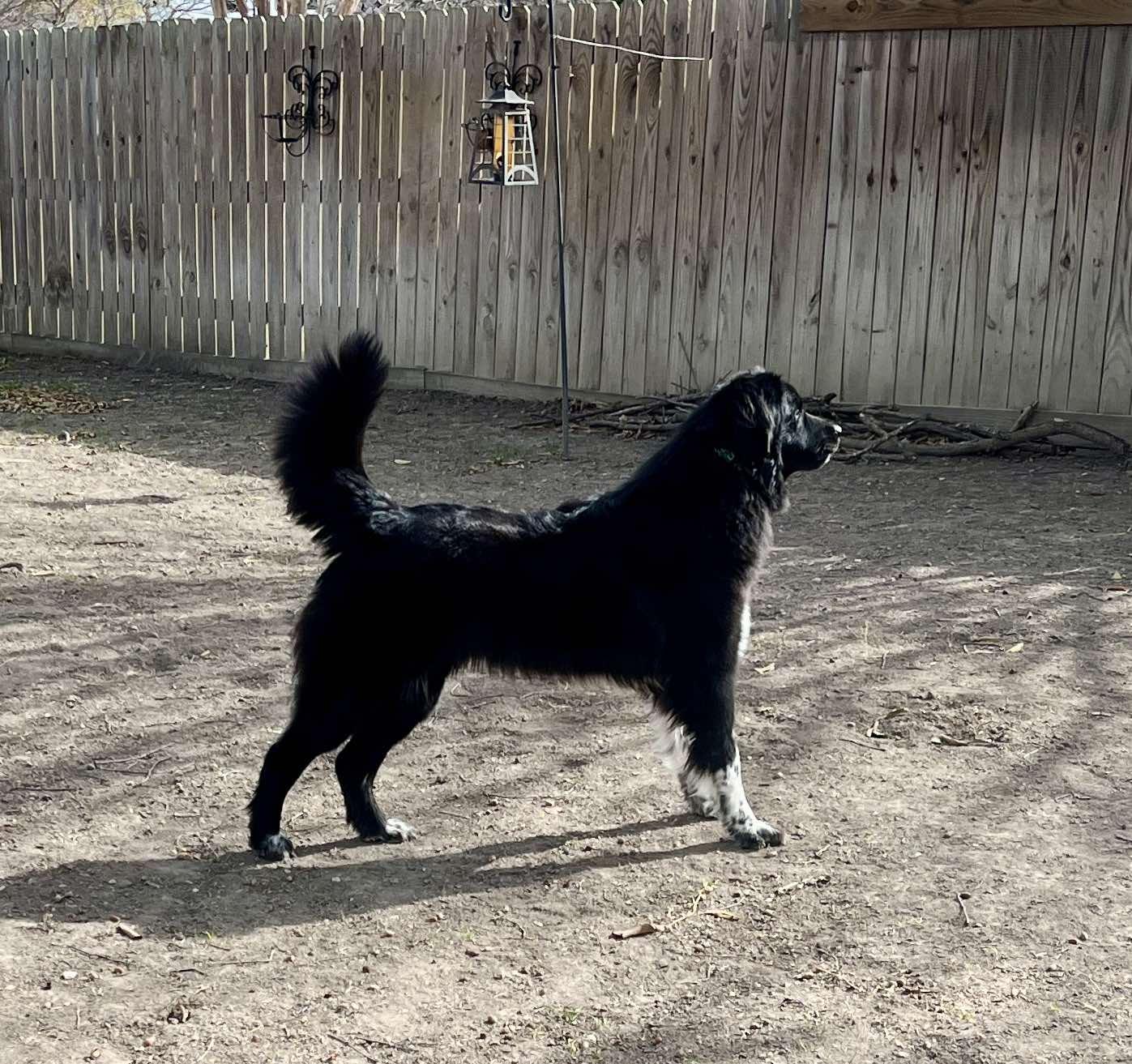 Maggie, an adopted Newfoundland Dog in Georgetown, TX image 4/6
