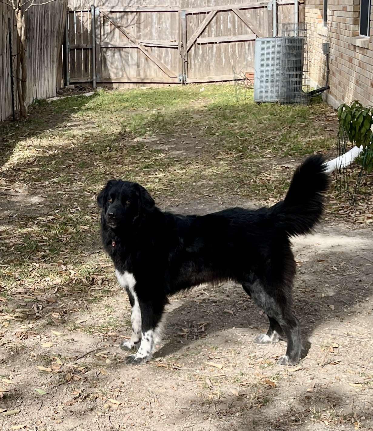 Maggie, an adopted Newfoundland Dog in Georgetown, TX image 2/6