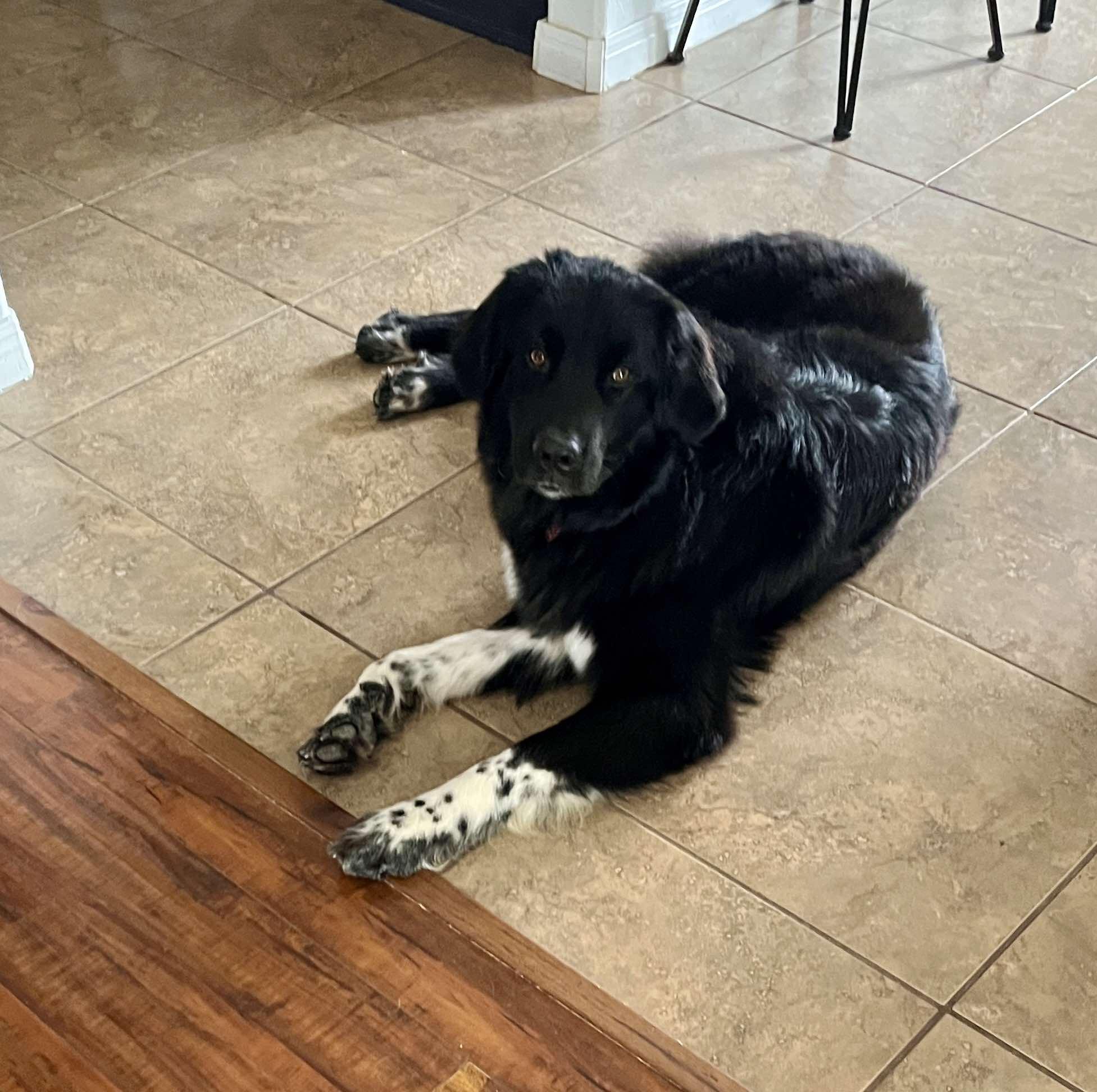 Maggie, an adopted Newfoundland Dog in Georgetown, TX image 3/6