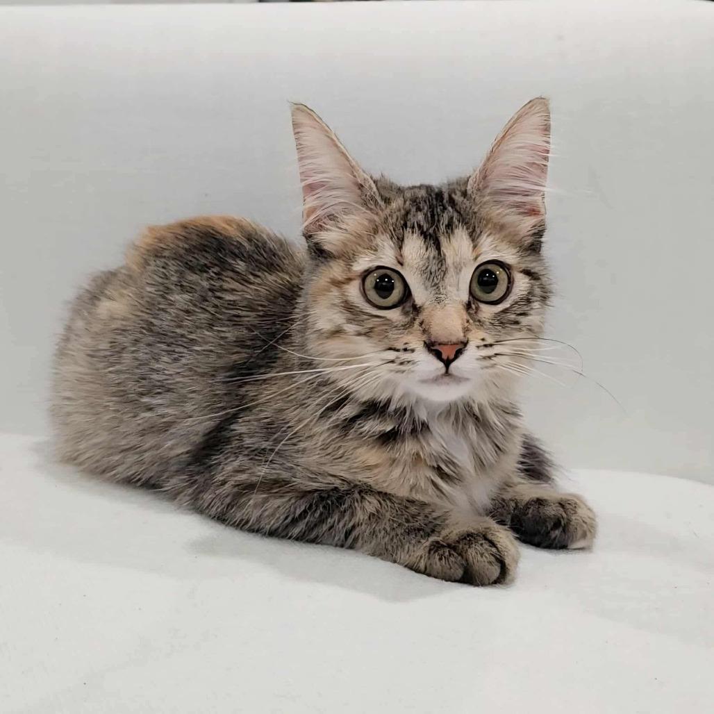 Tess, Adoptable, Young Female Domestic Short Hair.