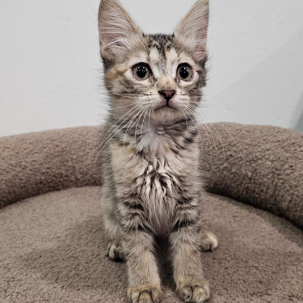 Enlarge Tess, a Adoptable Domestic Short Hair in HUNTERSVILLE, NC image 4/6