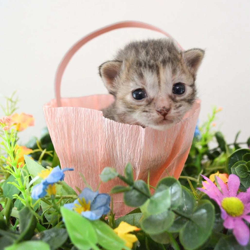 Enlarge Tess, a Adoptable Domestic Short Hair in HUNTERSVILLE, NC image 5/6