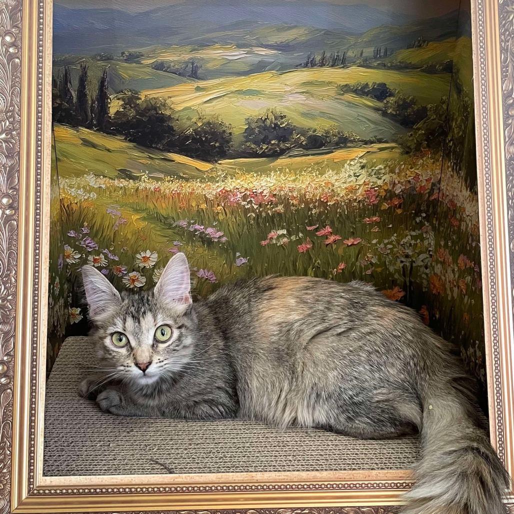 Enlarge Tess, a Adoptable Domestic Short Hair in HUNTERSVILLE, NC image 6/6