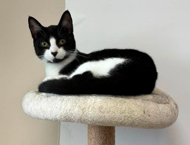 Enlarge Victor Vernor SF 0825 (bonded with Caddy Cat) AVO, a Adopted Tuxedo in Troy, MI image 6/6