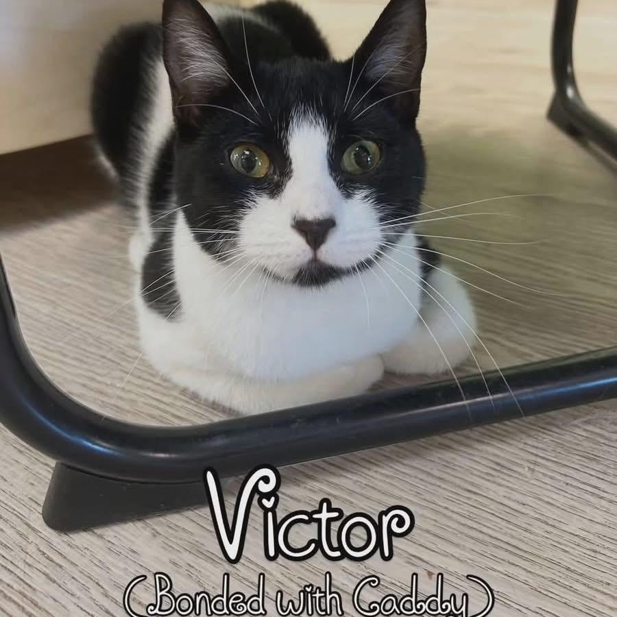 Enlarge Victor Vernor SF 0825 (bonded with Caddy Cat) AVO, a Adopted Tuxedo in Troy, MI image 3/6