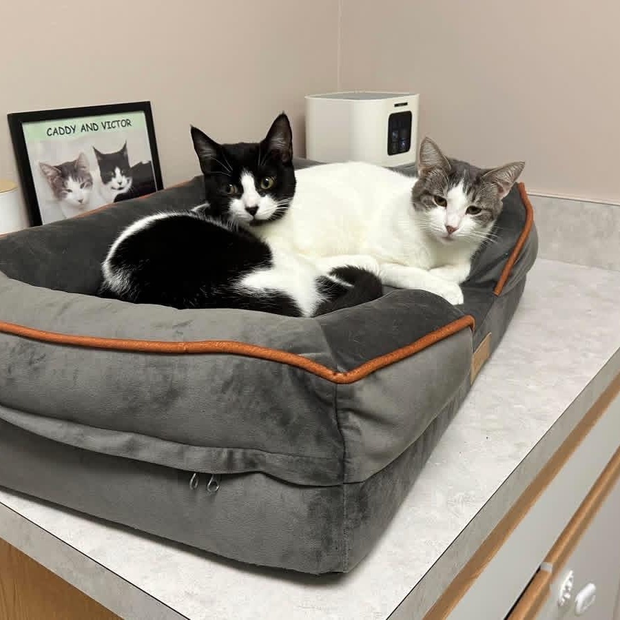 Enlarge Victor Vernor SF 0825 (bonded with Caddy Cat) AVO, a Adopted Tuxedo in Troy, MI image 4/6