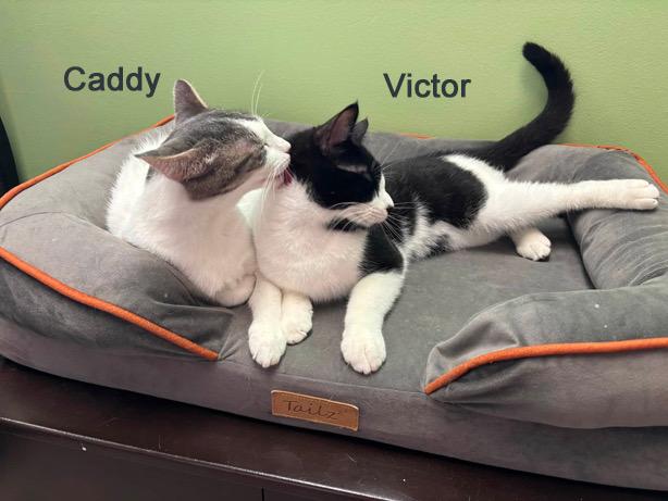 Enlarge Victor Vernor SF 0825 (bonded with Caddy Cat) AVO, a Adopted Tuxedo in Troy, MI image 5/6