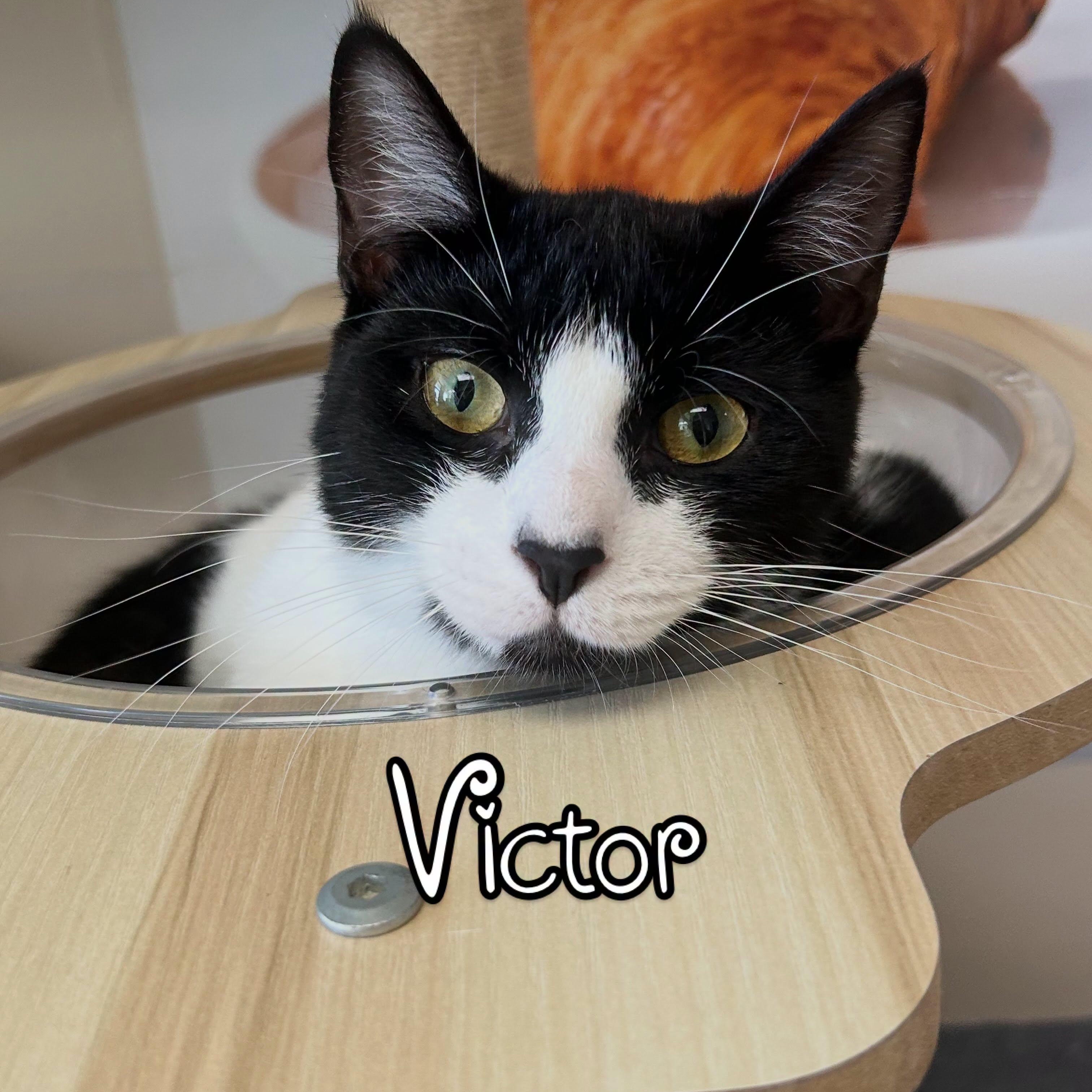 Victor Vernor SF 0825 (bonded with Caddy Cat) AVO, Adopted, Young Male Tuxedo.
