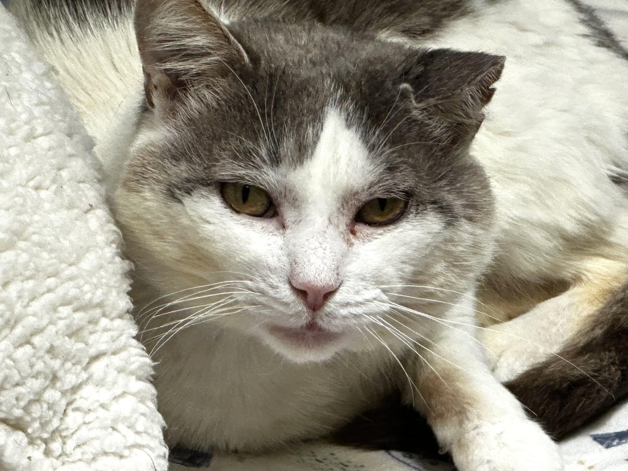 Pedro Pusscal, ADOPTABLE, Adult Male Domestic Short Hair.