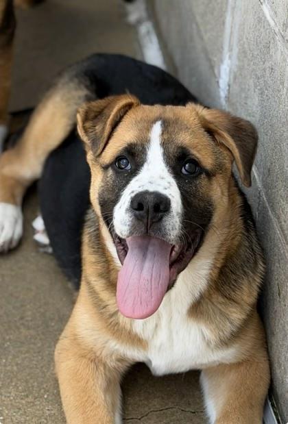 Boris, ADOPTABLE, Young Male Saint Bernard.