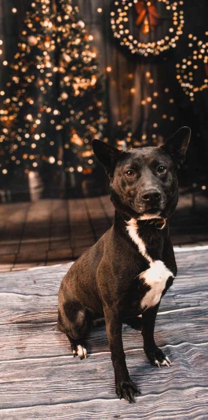 Polly Darton, Adoptable, Adult Female Labrador Retriever.