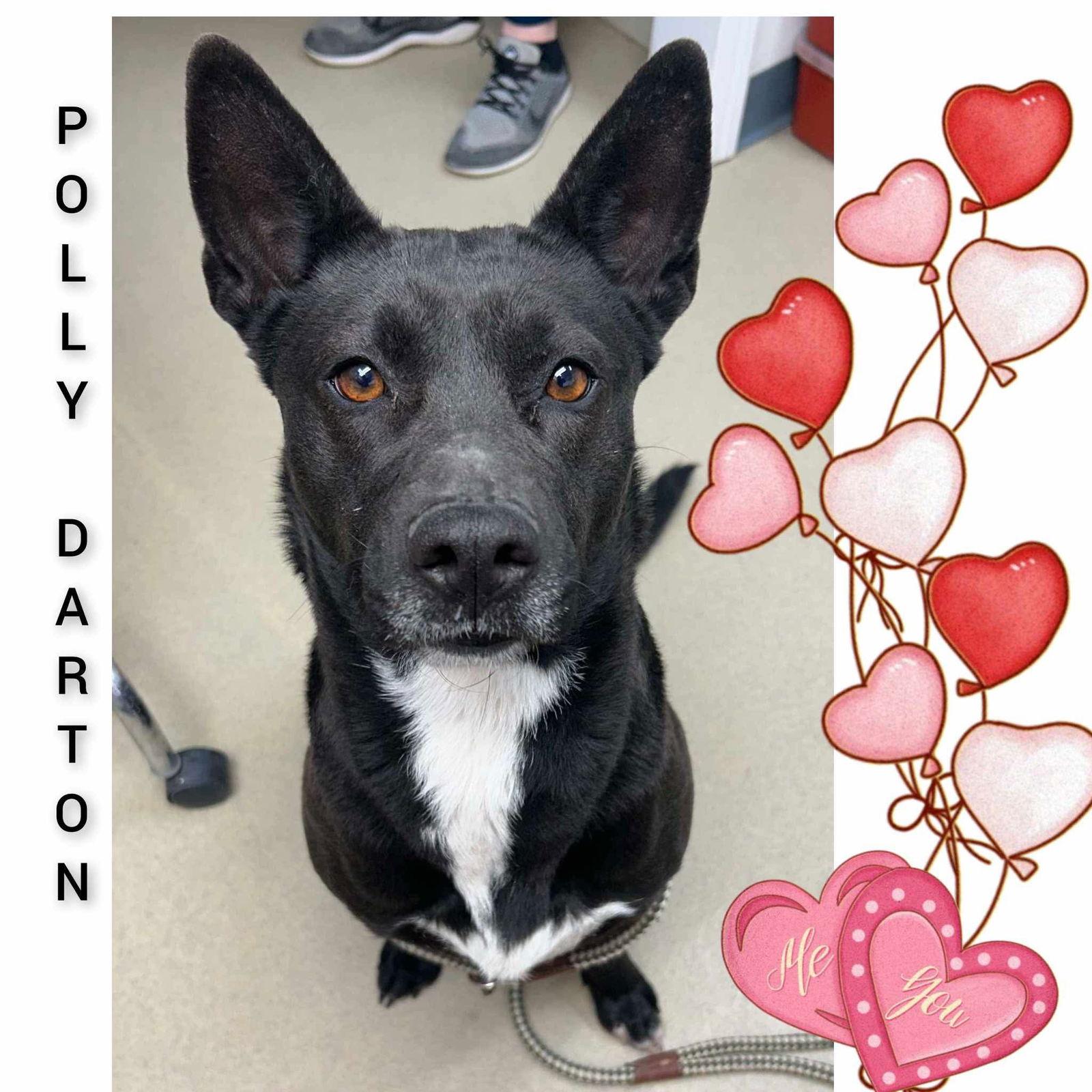 Polly Darton, a Adoptable mixed breed in Sullivan, IN image 2/3