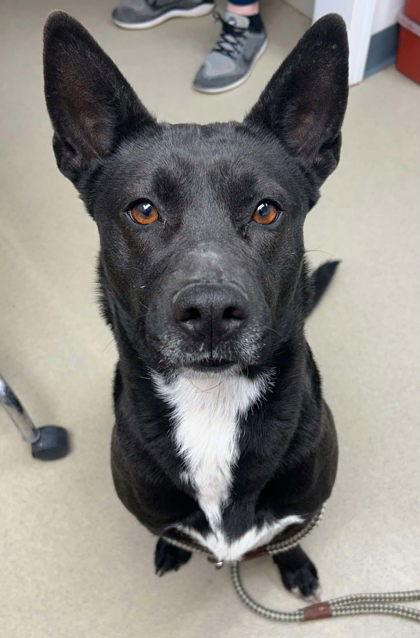 Polly Darton, a Adoptable mixed breed in Sullivan, IN image 3/3