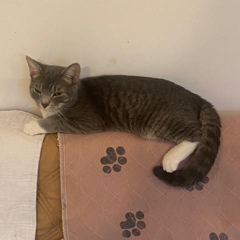 Enlarge Boots , an adopted Domestic Short Hair in Fairfax, VA image 6/6