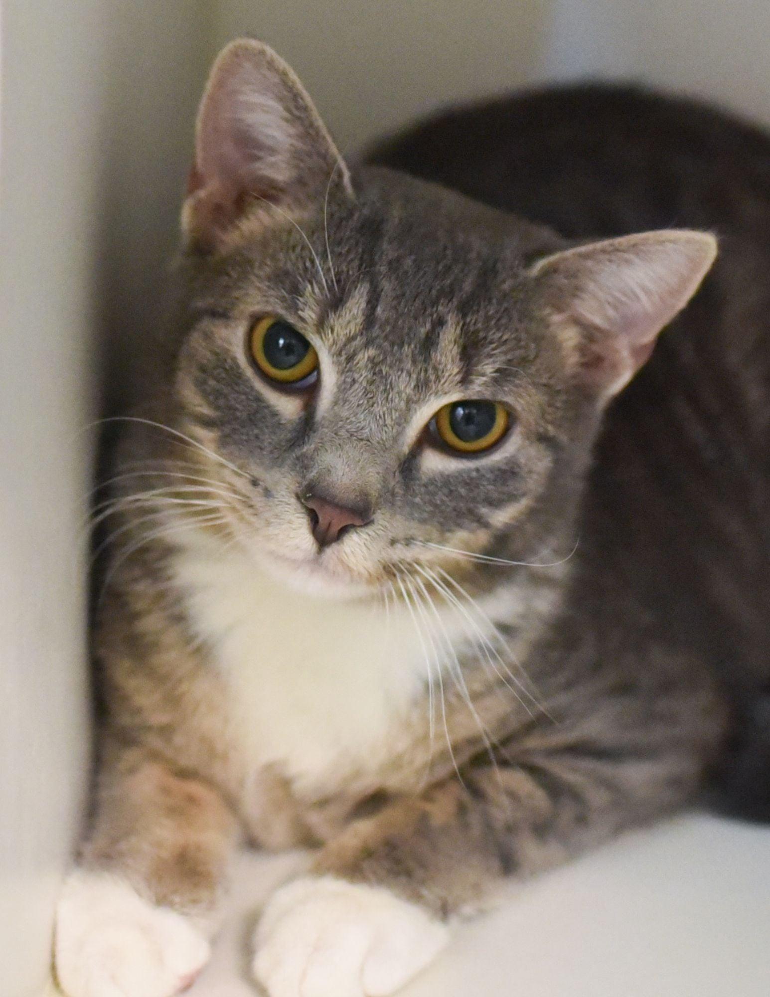 Enlarge Boots , an adopted Domestic Short Hair in Fairfax, VA image 1/6