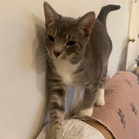 Enlarge Boots , an adopted Domestic Short Hair in Fairfax, VA image 3/6