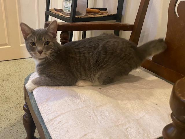 Enlarge Boots , an adopted Domestic Short Hair in Fairfax, VA image 5/6