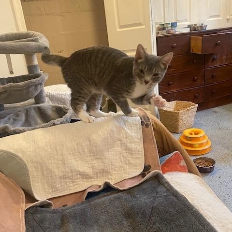 Enlarge Boots , an adopted Domestic Short Hair in Fairfax, VA image 2/6