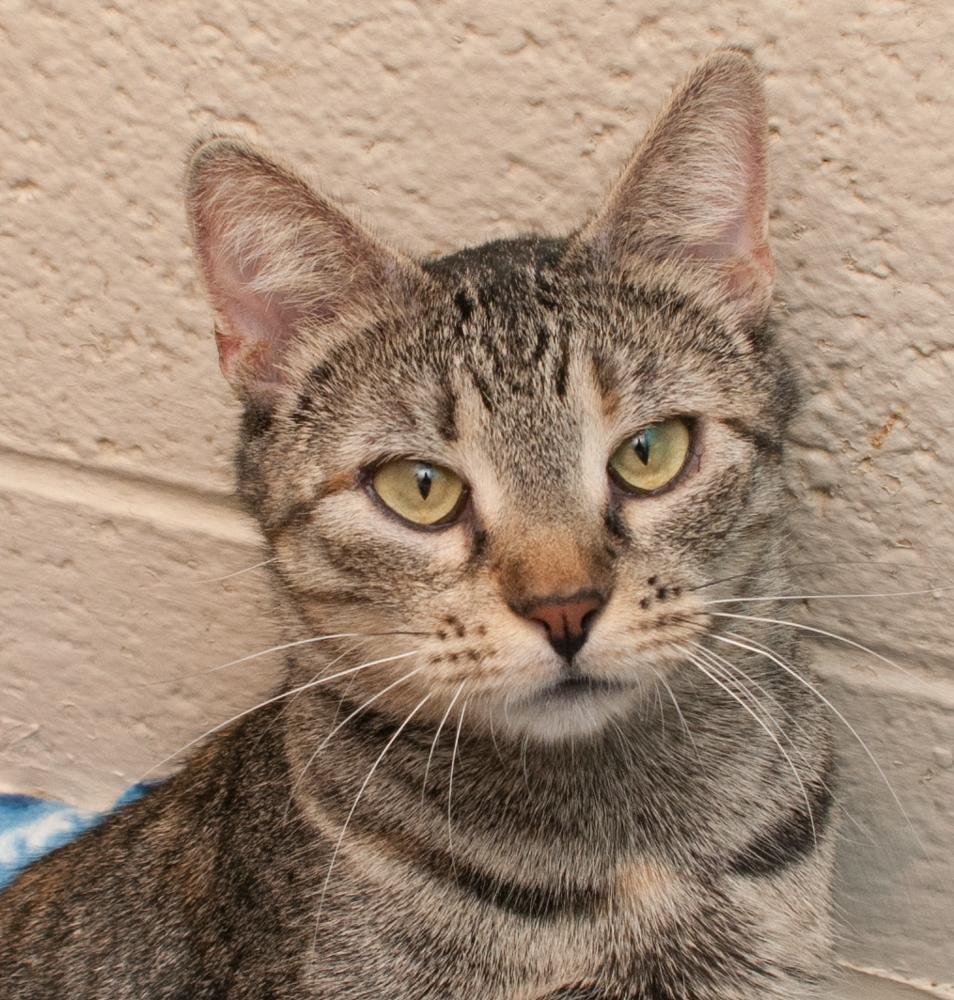 Cornelia, a Adoptable Torbie in Westminster, CO image 1/3