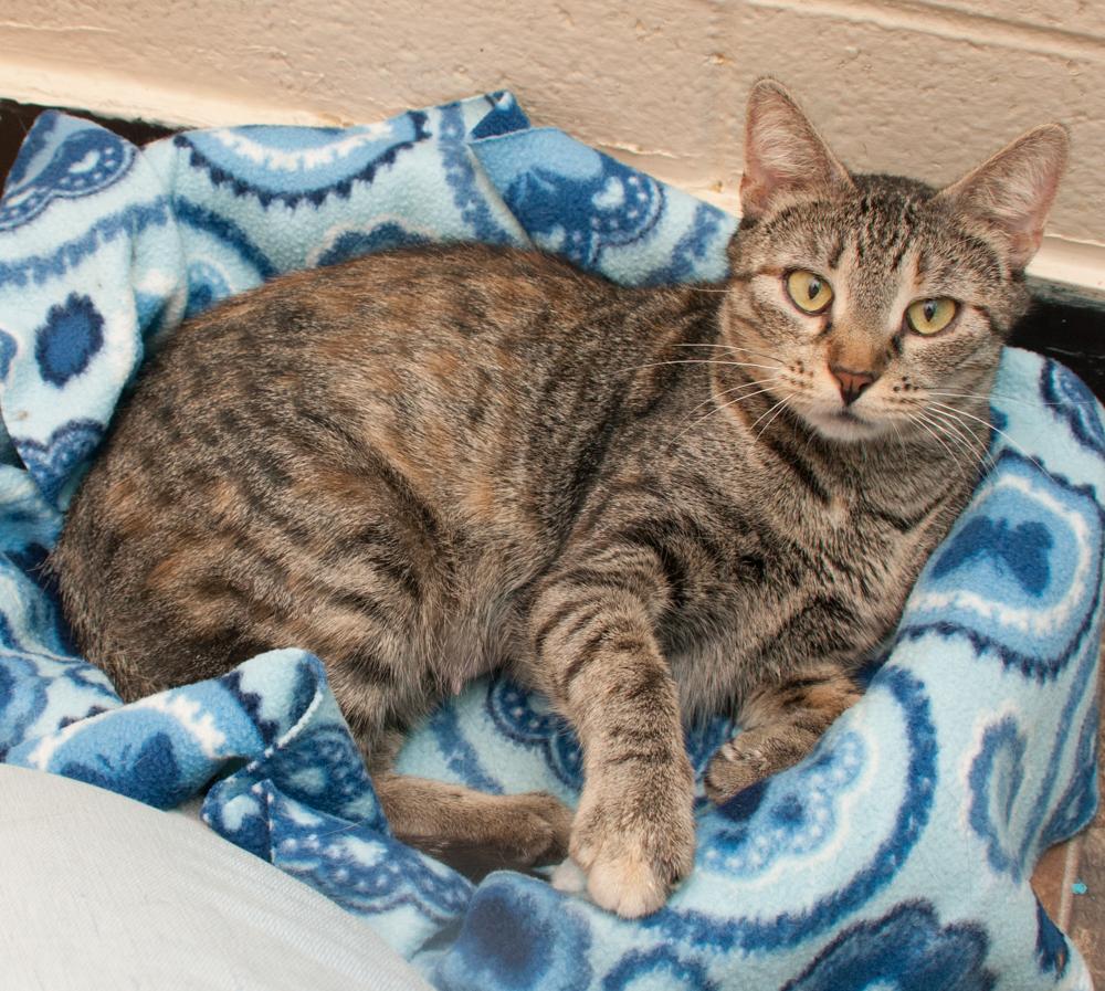 Cornelia, a Adoptable Torbie in Westminster, CO image 3/3