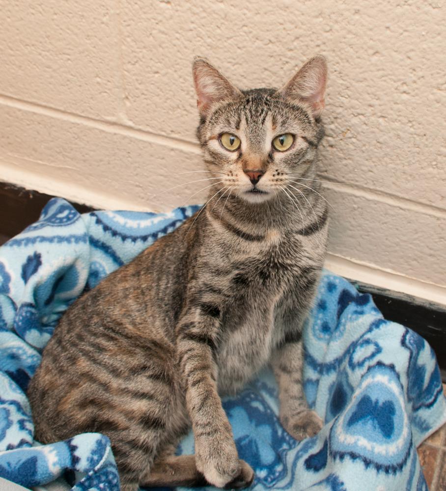 Cornelia, a Adoptable Torbie in Westminster, CO image 2/3