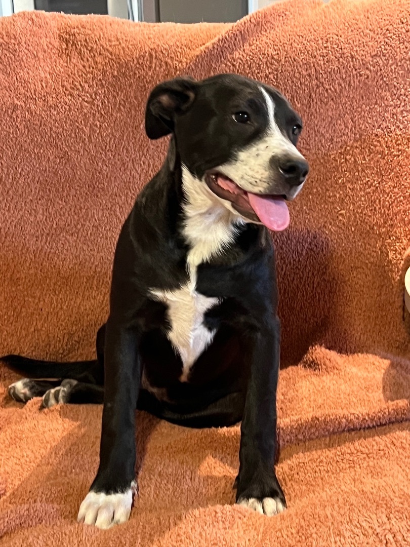 Mia, a Adoptable mixed breed in Indianapolis, IN image 3/8