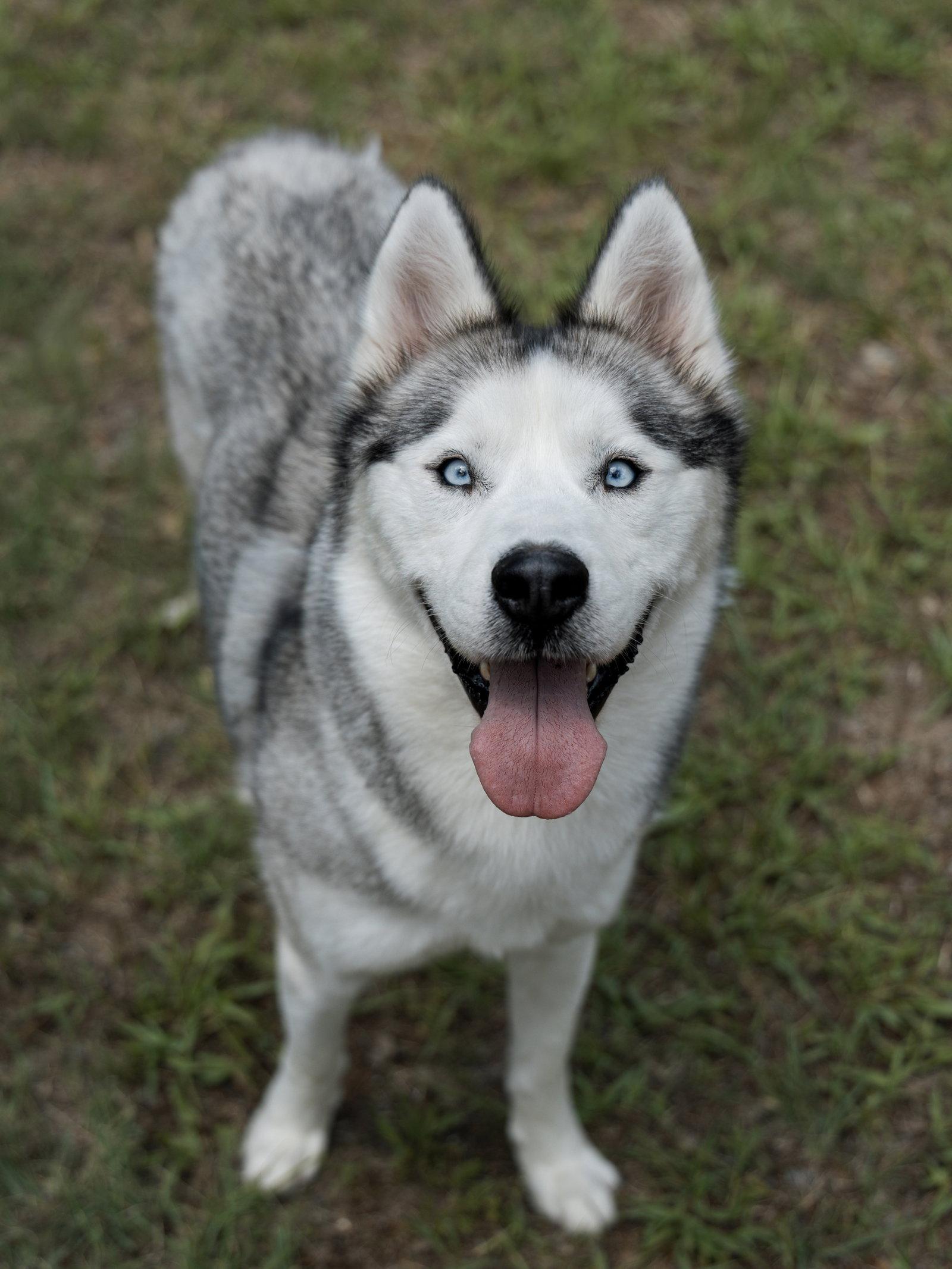 Enlarge Nigel *Foster Needed*, a Adoptable Siberian Husky in Carrollton, TX image 1/3