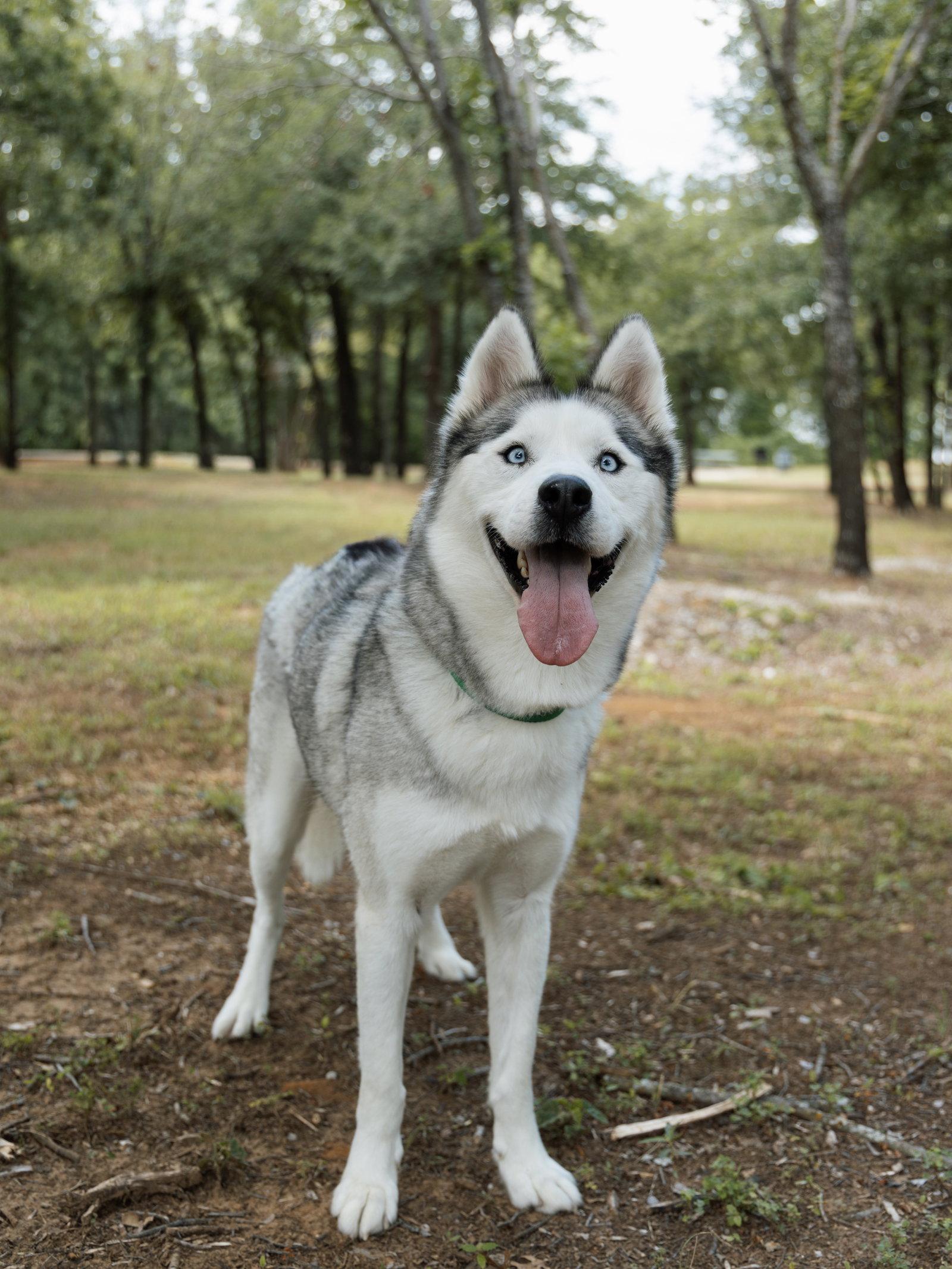 Enlarge Nigel *Foster Needed*, a Adoptable Siberian Husky in Carrollton, TX image 2/3